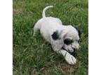 English Setter Puppy for sale in Canton, NC, USA