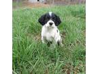 English Setter Puppy for sale in Canton, NC, USA