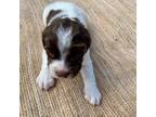 English Springer Spaniel Puppy for sale in Freehold, NJ, USA