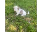 Havanese Puppy for sale in Double Oak, TX, USA