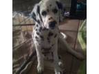 Dalmatian Puppy for sale in Corpus Christi, TX, USA