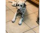 Dalmatian Puppy for sale in Corpus Christi, TX, USA