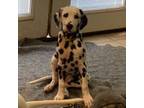 Dalmatian Puppy for sale in Corpus Christi, TX, USA