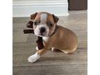 Boston Terrier Puppy for sale in Prosper, TX, USA