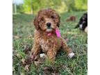 Mini Goldendoodle "Candy"