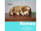 Mini Goldendoodle "Romeo"