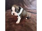 Boston Terrier Puppy for sale in Trinidad, CO, USA