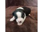 Boston Terrier Puppy for sale in Trinidad, CO, USA