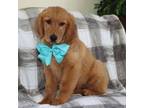 Golden Retriever Puppy for sale in Bremen, IN, USA