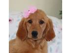 Golden Retriever Puppy for sale in Bremen, IN, USA