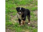 Miniature Australian Shepherd Puppy for sale in Checotah, OK, USA