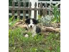 Miniature Australian Shepherd Puppy for sale in Checotah, OK, USA