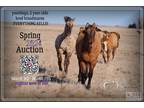 2024 Online Spring Auction: Bred broodmares, yearlings, 2 year olds