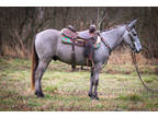 Rare and Unique Colored Silver Dun Roan John Mule, Professionally Trained