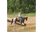 Flashy Paint All Around Gelding--Ranch, Trail, Family horse