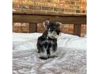 Schnauzer (Miniature) Puppy for sale in Stonewall, OK, USA