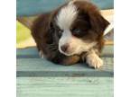 Miniature Australian Shepherd Puppy for sale in Fredericksburg, TX, USA