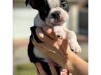 Boston Terrier Puppy for sale in Belleville, IL, USA