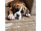 Boxer Puppy for sale in Olathe, CO, USA