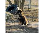Bernese Mountain Dog Puppy for sale in Flint, MI, USA
