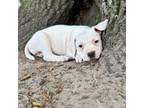 Olde Bulldog Puppy for sale in Mascotte, FL, USA
