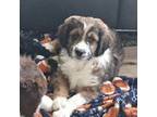 Aussiedoodle Puppy for sale in Harrison, MI, USA