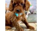 Cavapoo Puppy for sale in El Dorado Springs, MO, USA