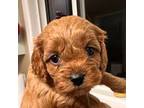 Cavapoo Puppy for sale in Clarks Grove, MN, USA