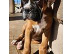 Boxer Puppy for sale in Olathe, CO, USA