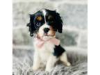 Cavalier King Charles Spaniel Puppy for sale in Natural Bridge, VA, USA