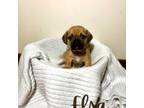 Puggle Puppy for sale in East Freetown, MA, USA