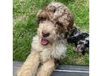 Mutt Puppy for sale in Bedford, VA, USA
