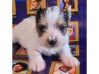 Yorkshire Terrier Puppy for sale in Clear Spring, MD, USA