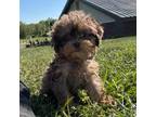 Cavapoo Puppy for sale in Stoutland, MO, USA