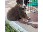 Miniature Australian Shepherd Puppy for sale in Azle, TX, USA