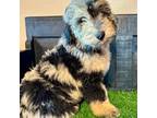 Aussiedoodle Puppy for sale in Grove, OK, USA