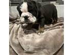 Bulldog Puppy for sale in Cheektowaga, NY, USA