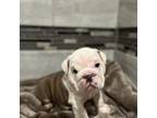 Bulldog Puppy for sale in Cheektowaga, NY, USA