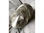 Beto, Guinea Pig For Adoption In Novato, California