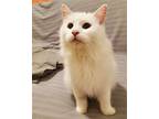 Elsa, Domestic Mediumhair For Adoption In Richmond Hill, Ontario