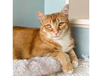 Tiger Lilly, Domestic Shorthair For Adoption In Stamford, Connecticut