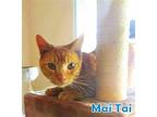 Mai Tai *older Kitten*, Domestic Shorthair For Adoption In Culpeper, Virginia