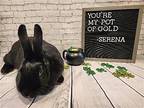 Serena, New Zealand For Adoption In Columbus, Ohio