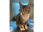 Maple, Domestic Shorthair For Adoption In Norman, Oklahoma