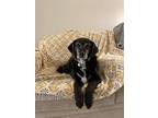 Melvin, Flat-coated Retriever For Adoption In San Diego, California