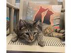 Millie ****bonded To Maggie****, Domestic Shorthair For Adoption In Phoenix