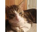 Maxwell, Domestic Shorthair For Adoption In Toronto, Ontario