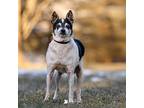 Mira, Rat Terrier For Adoption In Whitewater, Wisconsin