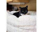 Ester, Domestic Shorthair For Adoption In Columbia, South Carolina