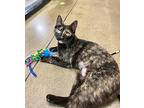 Pixel, Domestic Shorthair For Adoption In Roswell, Georgia